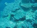 Diving Nananu-i-ra Fiji