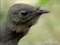 lyrebird-immitating sounds