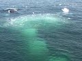 Humpback whale feeding in the Stellwagen Bank Sanct