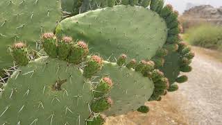 قرية البرج قضاء اللد شاهد على جريمة الاحتلال وعصاباته تم مسح منازلها وقتل عدد من مواطنيها عام 48