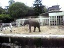 ELEPHANTS AT THE ZOO ELEPHANTS AT THE ZOO