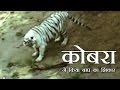कोबरा ने किया बाघ का शिकार
