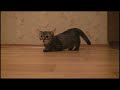 Котэ - Гонщик (на старт, внимание, марш)