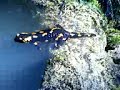 Feuersalamander