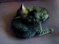 Kittens Playing