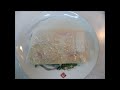 Click here to watch this video 粕漬け・魚介 作り方