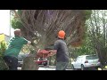 Click here to watch this video Chainsaw Massacre Houston Village Renfrewshire