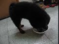 do khyi funny water all