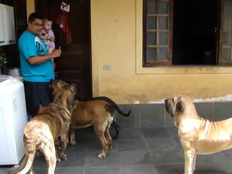 fila brasileiro
