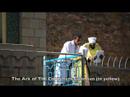 North Ethiopia:  Aksum/Axum Sights and Stelae