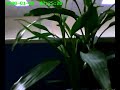 (uploaded by Kyle)&nbsp;DX Official Product Video
