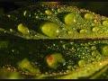 Dewdrops II \"Halo\" - The Cure