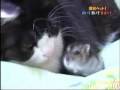 gato-y-hamster