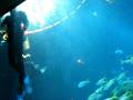 videos de Divers at the Aquarium