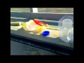 Click here to watch this video Eggjatilraun