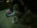 Morgan & Mackenzie Squeakies Morgan & Mackenzie Squeakies