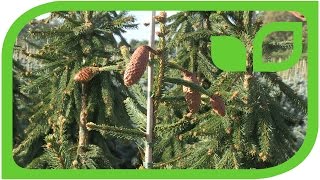 Zapfenfichte - Picea abies acrocona