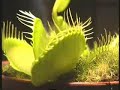 planta carnivora