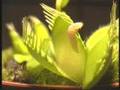 planta carnivora