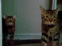 Bengal Cat Parade Bengal Cat Parade