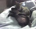 Inky cleaning baby Capone