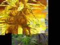 videos de weed movie#1