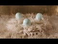 Seabear - Hands Remember