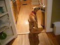 Oliver the pit bull meets the pugs inside the house.