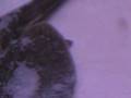videos de Stingray Death Curl?
