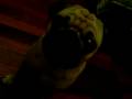 Max (Pug) falando \"Vov�\"