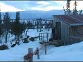 moose out the kitchen window