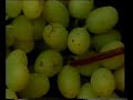 Grapes: Harvesting California Table Grapes Part 1