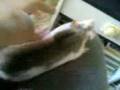 Ratto Husky