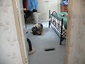 Cat Loves Dog