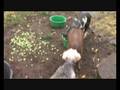 videos de Kunekune biggen op Stal Rozerood