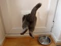 Bilbo squeezing through - the best yet!