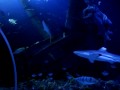 Sea Life Oberhausen