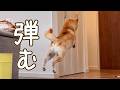 弾む柴犬。おうち運動会で可愛さが炸裂しました。