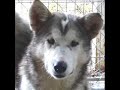 Rescue of Alaskan Malamute Puppies