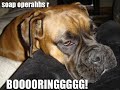 * very FUNNY dogs * #2