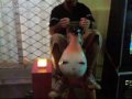 Cinko Tv La Cavalcata