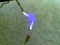 high voltage flyback pulsed by 555
