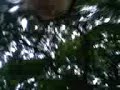 volada feroz fider