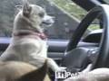 Chihuahuas Drive Car
