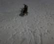 Border Terrier video