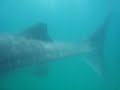 Requin Baleine