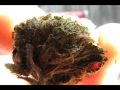 KUSH BUD PHOTON BLAST