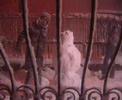 kardanay? snowbear!!!