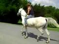 AC4H Grey Saddlebred gelding