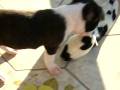videos de CIMG3942.AVI